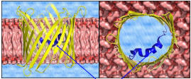 <p>A protein that regulates the flux of mostly anionic metabolites through the outer mitochondrial membrane and modulates interactions between mitochondria and other cellular components, playing a key role in metabolic regulation.</p>