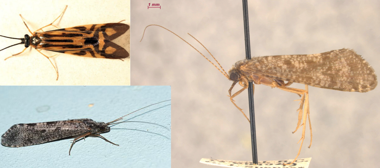 <ul><li><p>Antennae long</p></li><li><p>Maxillary palps with 5 segments in both sexes, last segment much longer than preceding segments and prehensile</p></li><li><p><strong><em>Ocelli absent</em></strong></p></li><li><p>Mesoscutum without warts</p></li><li><p>Much larger than Hydroptilidae; medium sized</p></li><li><p>Brownish, wings mottled</p></li></ul><p></p>