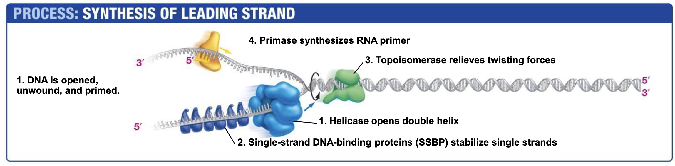 <ul><li><p>Topoisomerase relieves the over twisting caused by helicase unzipping the DNA double Helix.</p></li><li><p>Works by breaking DNA ahead of helicase and eventually rejoining the DNA when helicase (and other replication machinery) catches up.</p></li></ul><p></p>