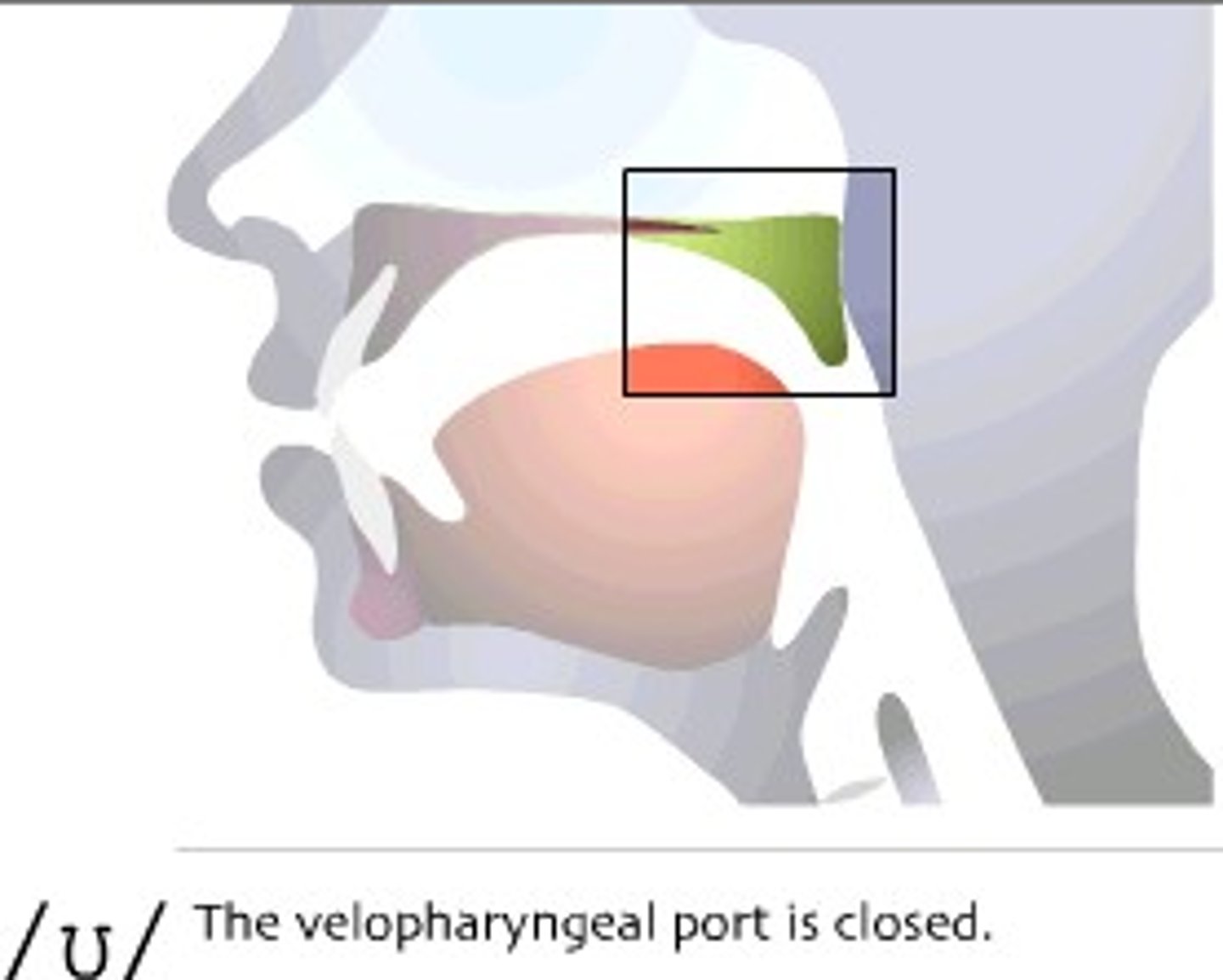 <p>opening between oropharynx and nasopharynx</p>