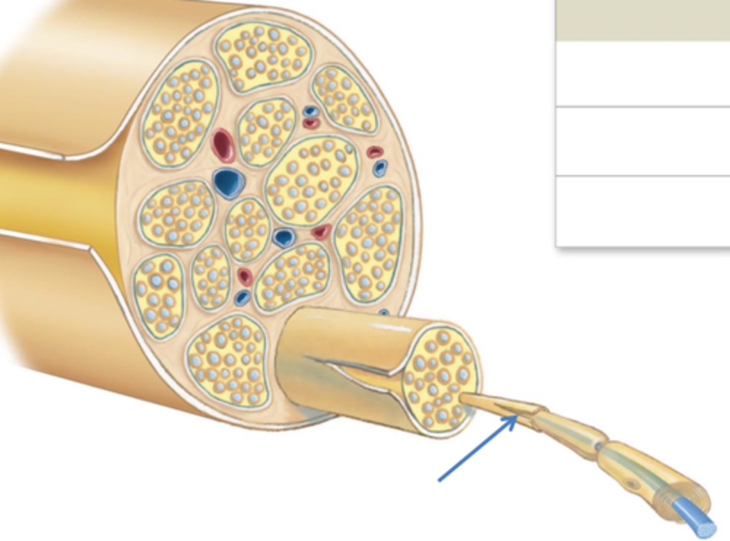 <p>Connective tissue surrounding each axon</p>