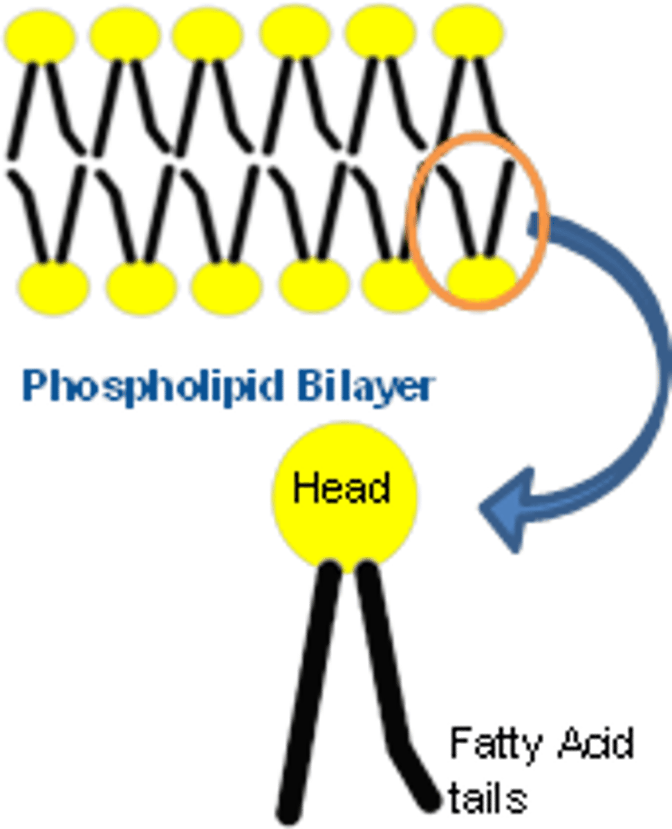 <p>-Structurally similar to fats</p><p>- Hydrophilic heads: Contact with water of environment and internal part of the cell</p><p>- Hydrophobic tails: Band in the center of the bilayer</p><p>- Polar/phosphate head and 2 non polar fatty acid chains</p><p>- Makes up cell membrane</p><p>- Amphipathic</p>