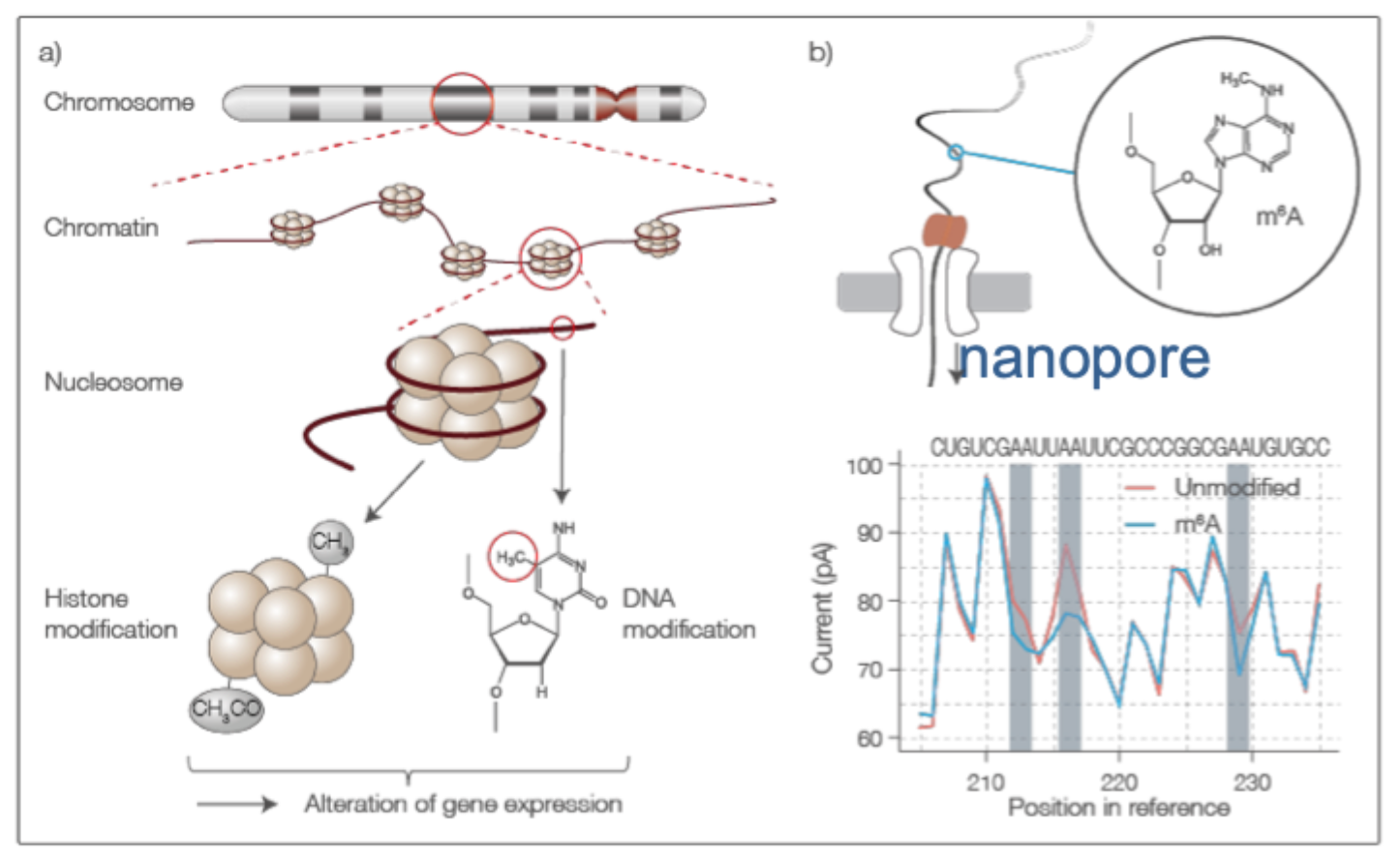 <ul><li><p>Methylation- sensitive restriction enzymes</p></li><li><p>Antibodies (dotblot/ immune precipitation)</p></li><li><p>Nanopore sequening </p></li><li><p>Bisulfite sequencing (targeted, whole genome, microarrays)</p></li></ul><p></p>