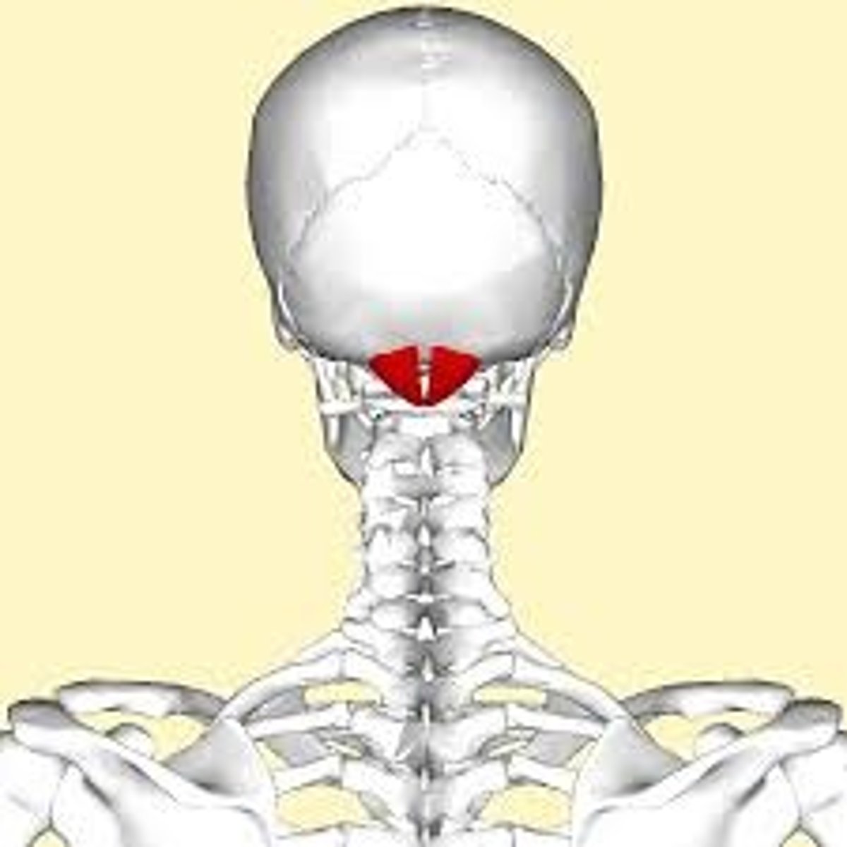 <p>Creates a 'yes' motion, between C1 and skull</p>