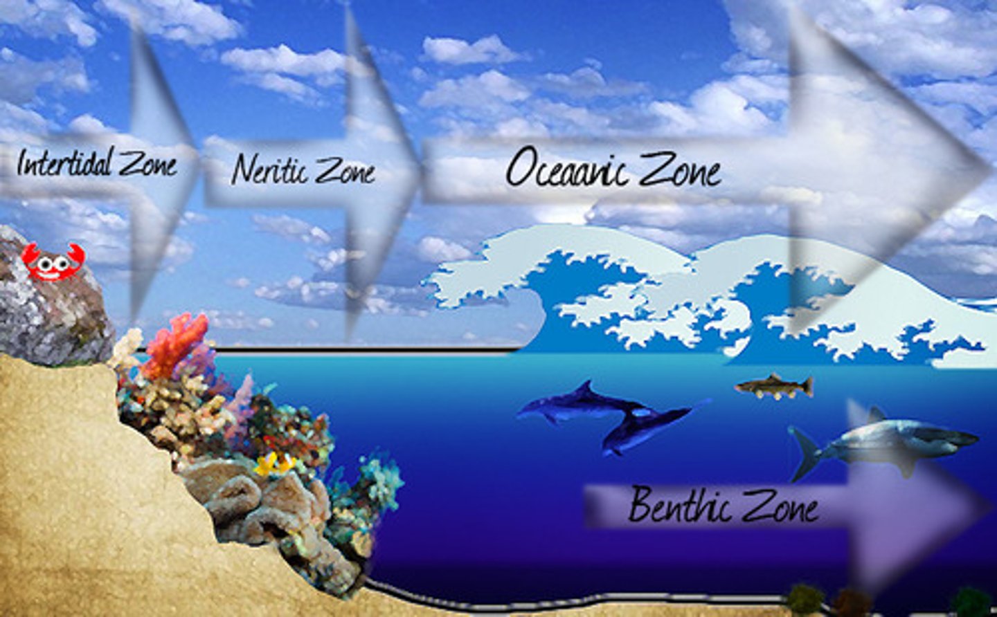<p>Shallow waters that receive plenty of sunlight, inhabited by coral reefs and colorful fish</p>