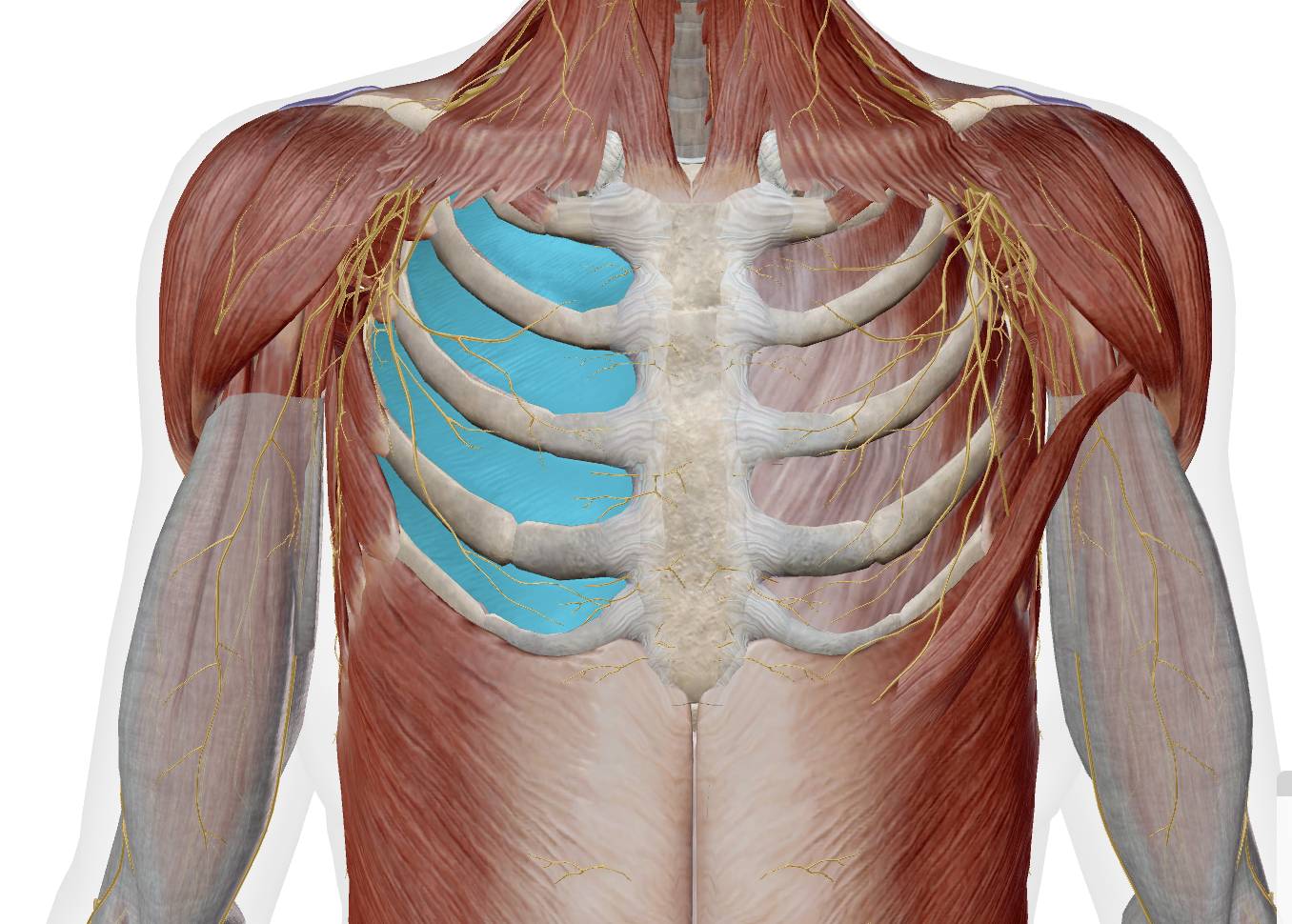 <p>internal intercostals </p>