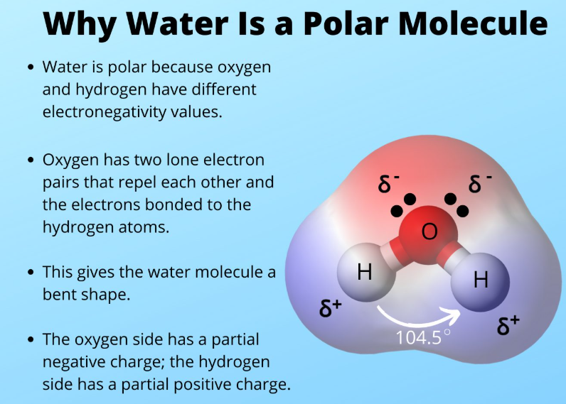 <p>Polar covalent bonds created by unequal sharing of electrons between oxygen and hydrogen within the molecule of water</p><p>Caused in water by the difference in electronegativity between oxygen and hydrogen</p><p>Contributes to hydrogen bonding between and within biological molecules</p><p>allows for adhesion, cohesion, and surface tension</p>