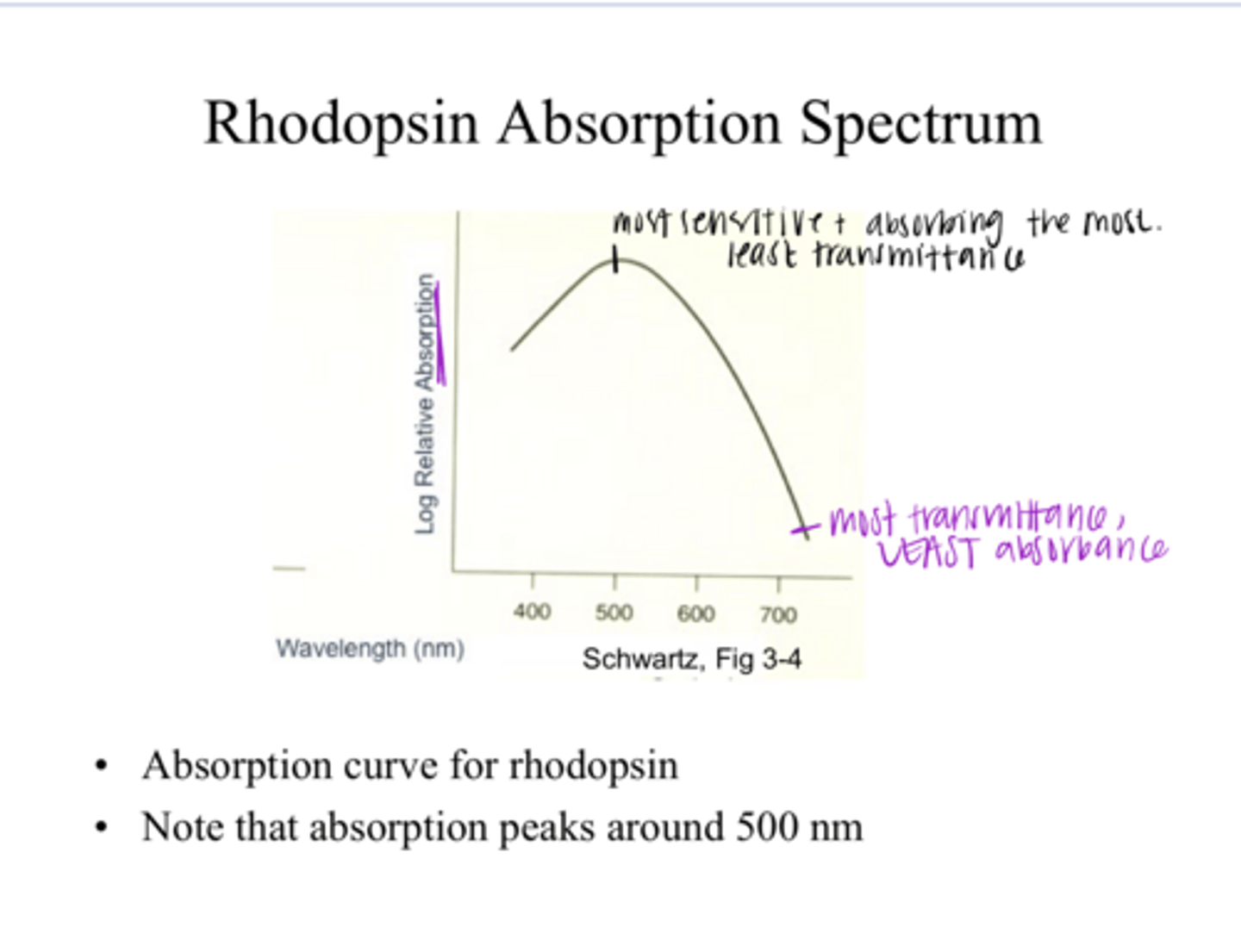 <p>What is the peak absorption in this rhodopsin absorption spectrum? SEE PIC</p>
