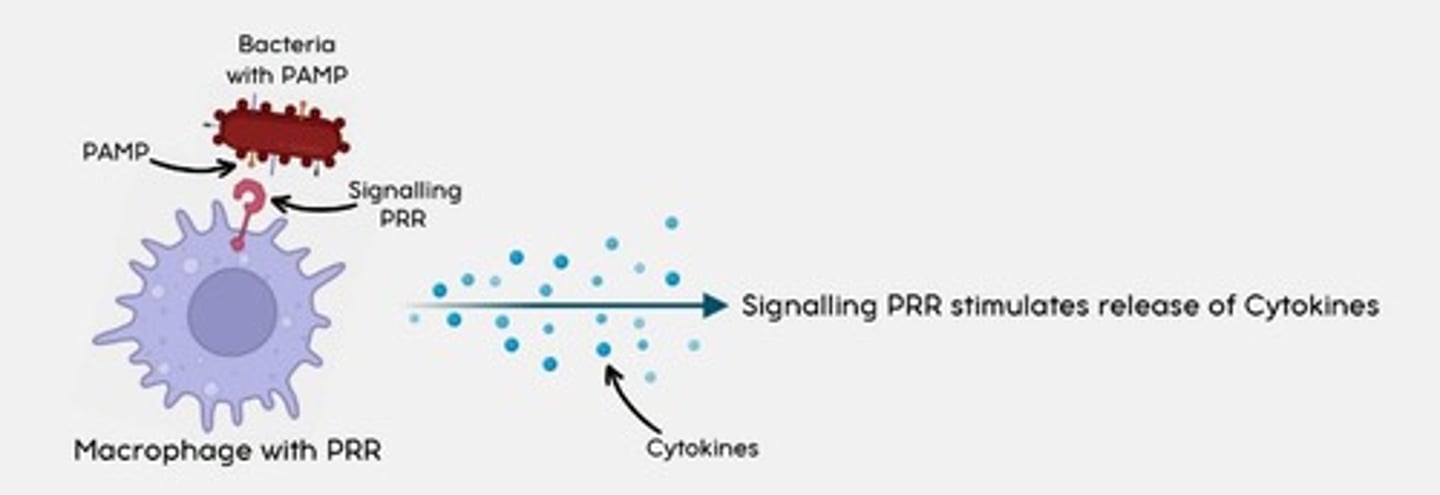 <p>When a macrophage with a signalling PRR detects a PAMP, the signalling PRR stimulates the release of cytokines</p>