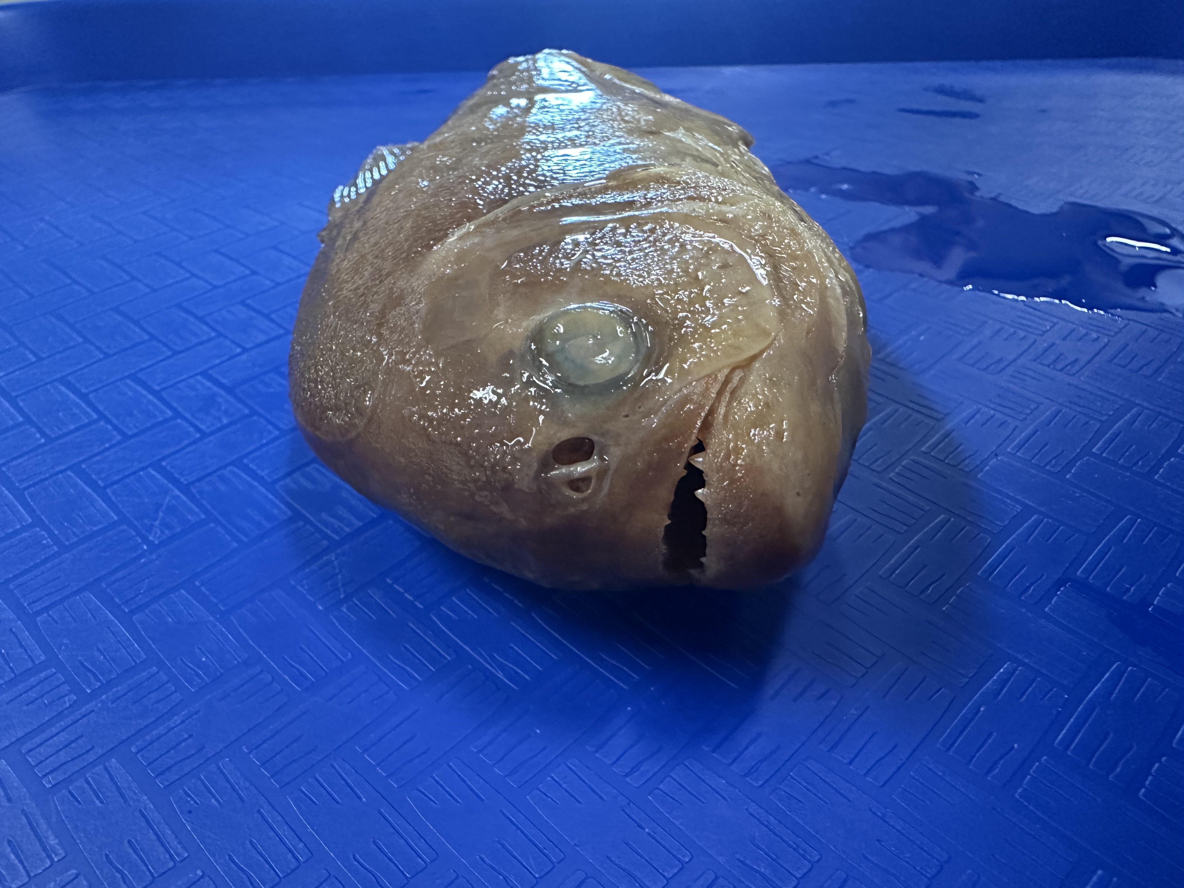 <p>Serrasalmidae (piranhas) </p>