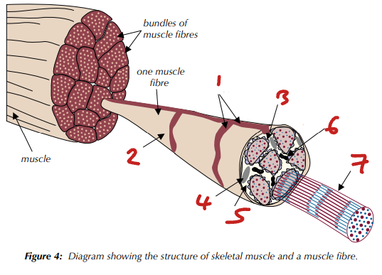 <p>Label the Skeletal Muscle Structure (1→9)</p>