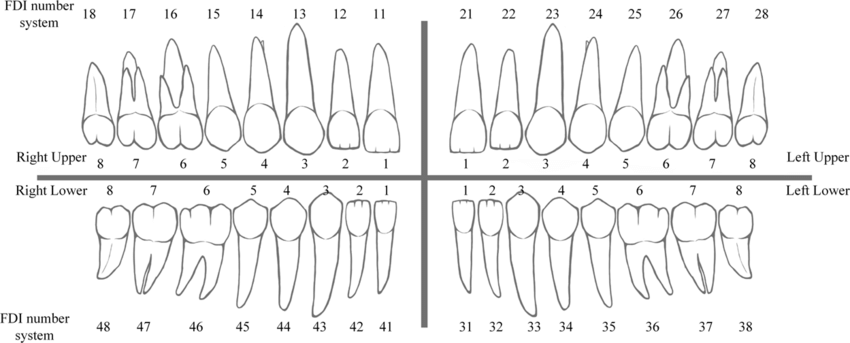 <p>Each tooth (permanent/deciduous) is given a two-digit number</p><p>The first digit indicates the quadrant and whether the tooth is permanent or deciduous.</p><p>PERMANENT DENTITION</p><p>#1 – maxillary right quadrant</p><p>#2 – maxillary left quadrant</p><p>#3 – mandibular left quadrant</p><p>#4 – mandibular right quadrant</p><p>The second digit identifies the particular tooth in the quadrant (1-8)</p><p></p><p>DECIDUOUS DENTITION</p><p>The first digit indicates the quadrant</p><p>#5 – maxillary right quadrant</p><p>#6 – maxillary left quadrant</p><p>#7 – mandibular left quadrant</p><p>#8 – mandibular right quadrant</p><p>The second digit identifies the particular toot in the quadrant (1-5)</p>