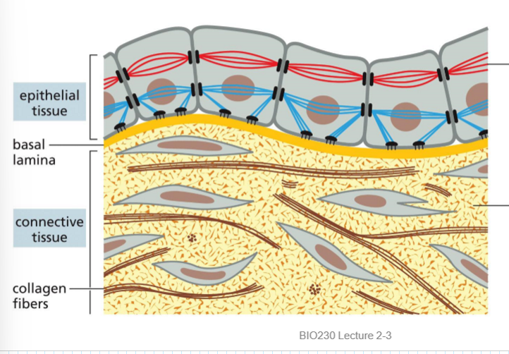 <p>connective or epithelial tissue</p>