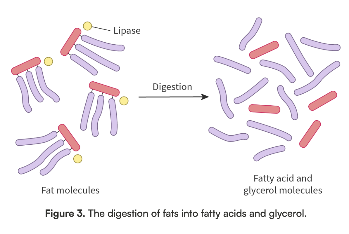 <ul><li><p>Fatty acids and glycerol </p></li></ul><p></p>