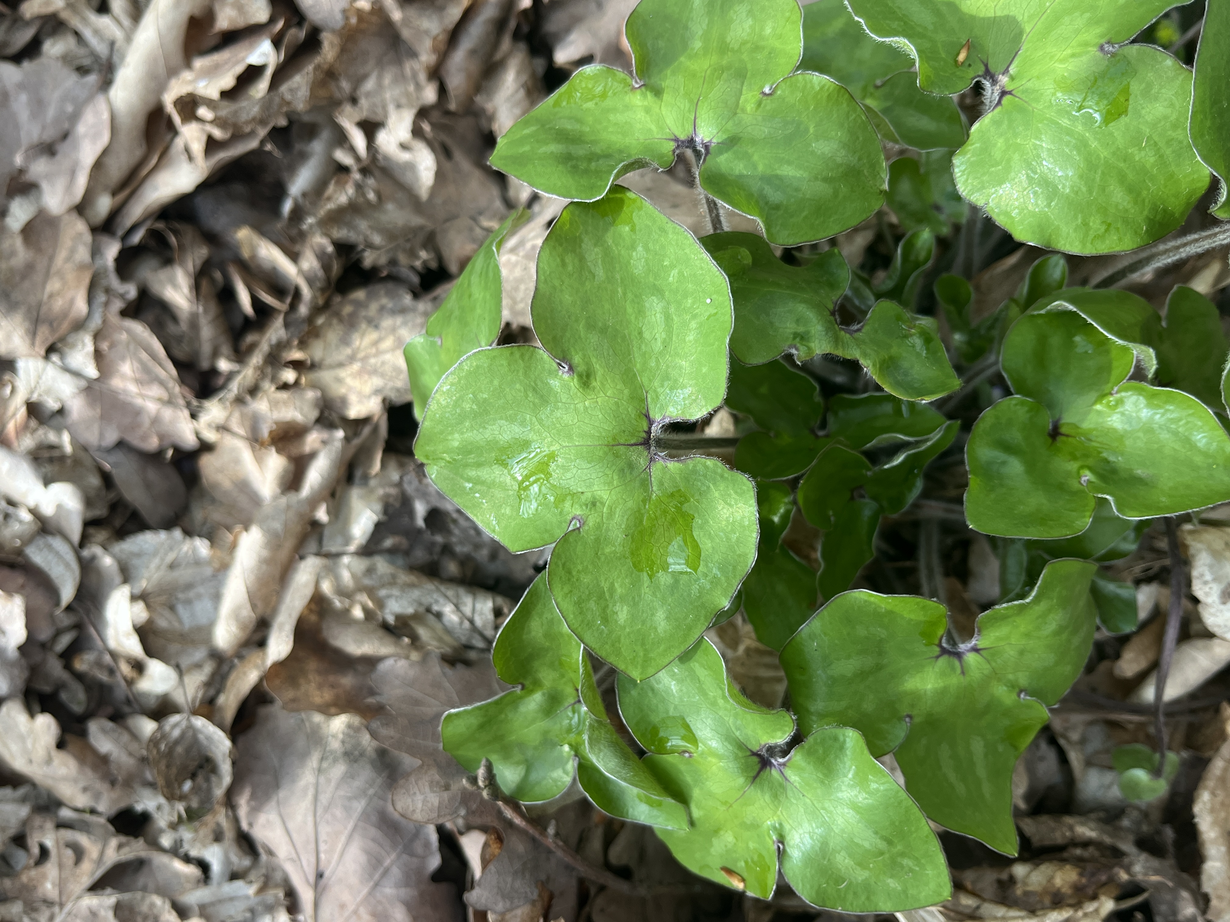 <p>jaterník podléška, hepatica nobilis</p>