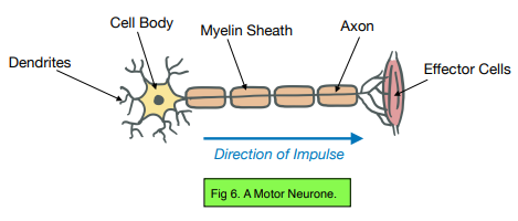 knowt flashcard image