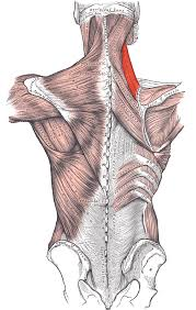 <p>What muscle is highlighted? </p>