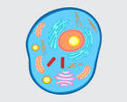 <p>The Cell is the smallest unit of life, which is composed of organelles. The two types of cells are prokaryotic and eukaryotic.</p>