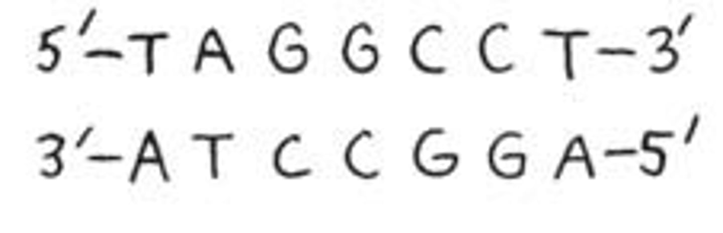<p>two nucleotide chains of the DNA molecule</p>