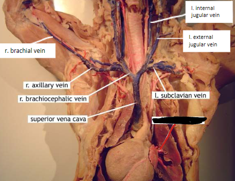 <p>carries oxygenated blood from the lungs to heart</p>