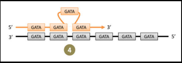 <p>mutations in one of two genes that promote communication between muscle cells and neurons</p><p>- slip-strand mutations produce repeats that elongate the coding sequence in serial</p><p>-increased repeats increase the probability of further slip-strand error</p><p>-when DNA is repeated serially, replicate DNA can “loop out” and still avoid error repair function of polymerases</p><p></p>