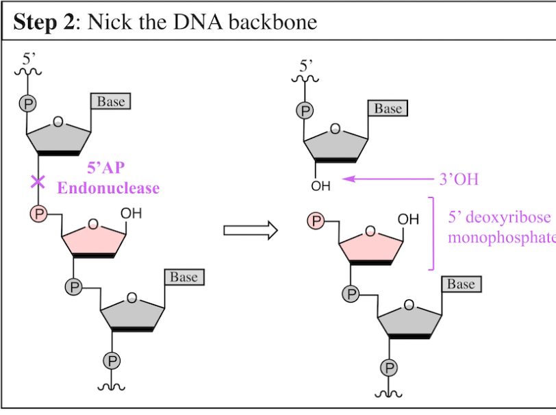 <p>5’AP endonuclease</p><p></p><p><span>generates a 3’OH and 5’deoxyribose monophosphate</span></p>
