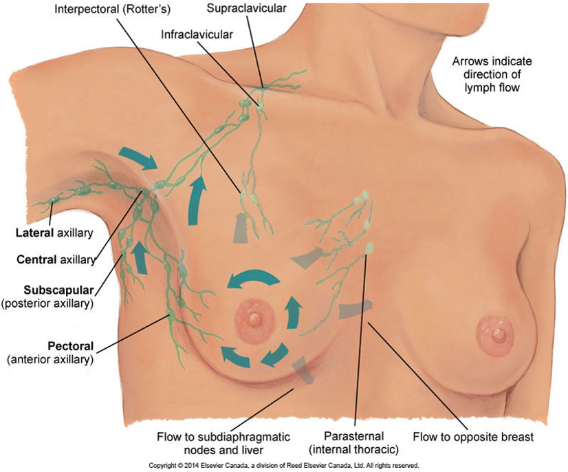 <p>Axillae (armpit): lateral, central, posterior, and anterior, nodes - axillary and regional lymph nodes not palpable.</p><p>Breast Tissue: patient supine, hands over their head - is smooth and free of masses or lumps.</p><p>Nipple: gently compress the nipple tissue within the areola.</p>