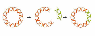 <p>Varierar i antal. Ringformad DNA-molekyl, mycket mindre än kromosomen. Innehåller enstaka gener. Replikeras autonomt (utan “skäl”) och inte bara inför celldelning. <br>Genteknik; kan använda för att infoga utvalda gener. Antibiotiska resistens sitter ofta i plasmider. <br>Plasmider kan föras över mha F-pili</p>