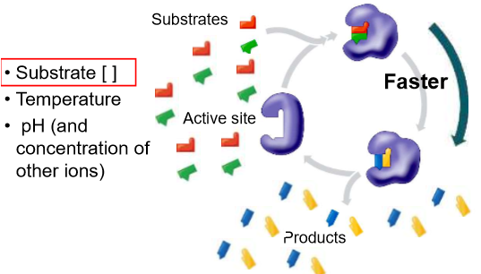 <ul><li><p>To proceed</p><ul><li><p>One or more chemical bonds have to break</p></li><li><p>Others have to form</p></li></ul></li><li><p>Substances must collide in a specific orientation that brings the electrons involved near each other</p></li><li><p>When the concentration of reactants is high</p><ul><li><p>more collisions should occur</p></li><li><p>reactions should proceed more quickly</p></li></ul></li></ul><p></p>