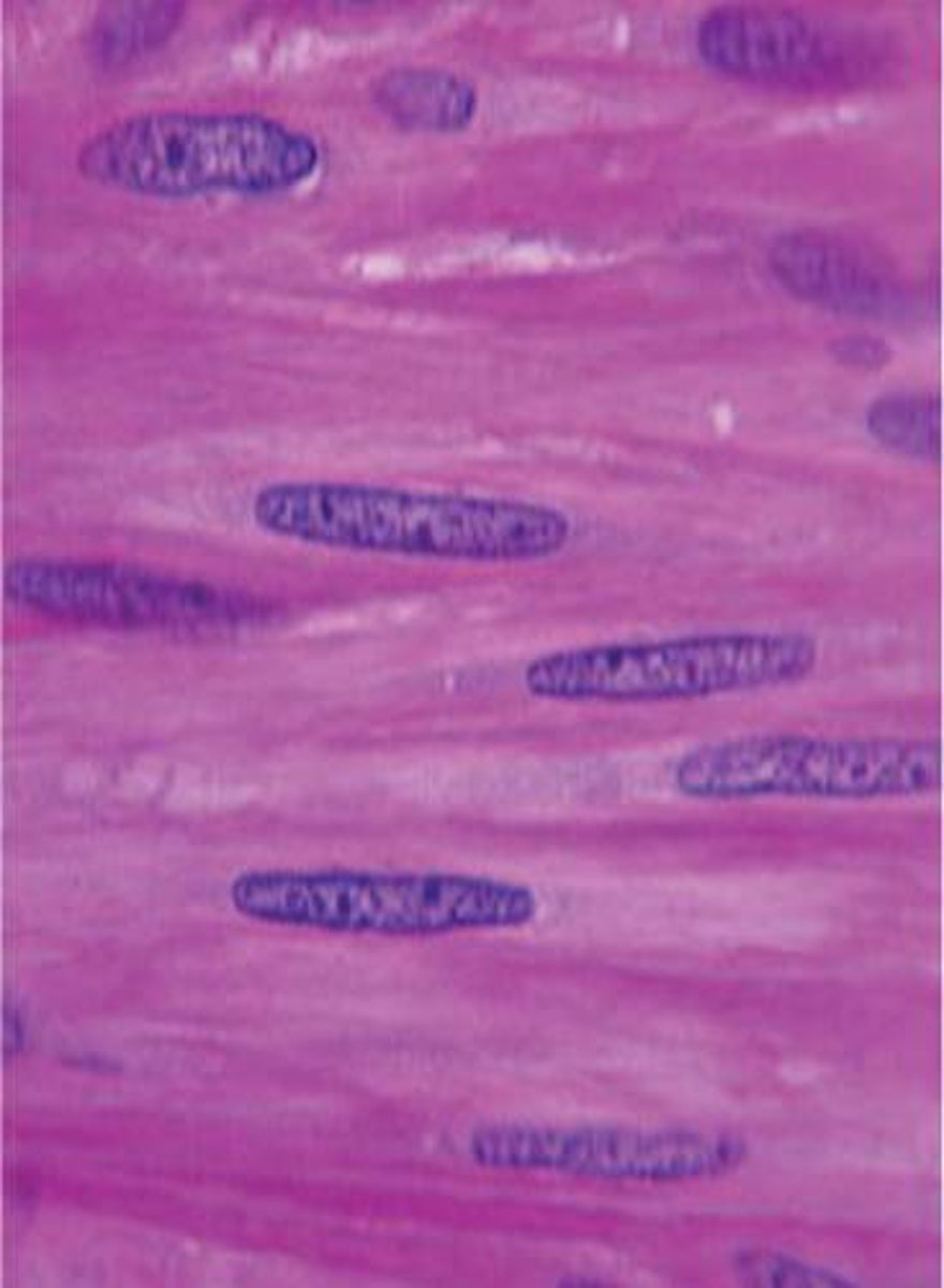 <p>not striated; single nucleus</p>