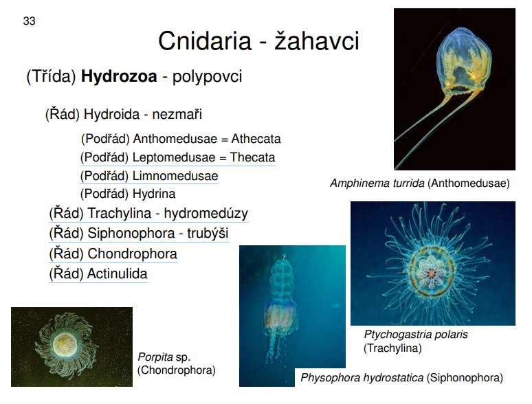 <p>Amphinema turrida (Anthomedusae), Ptychogastria polaris (Trachylina), Physophora hydrostatica (Siphonophora), Porpita sp. (Chondrophora)</p>