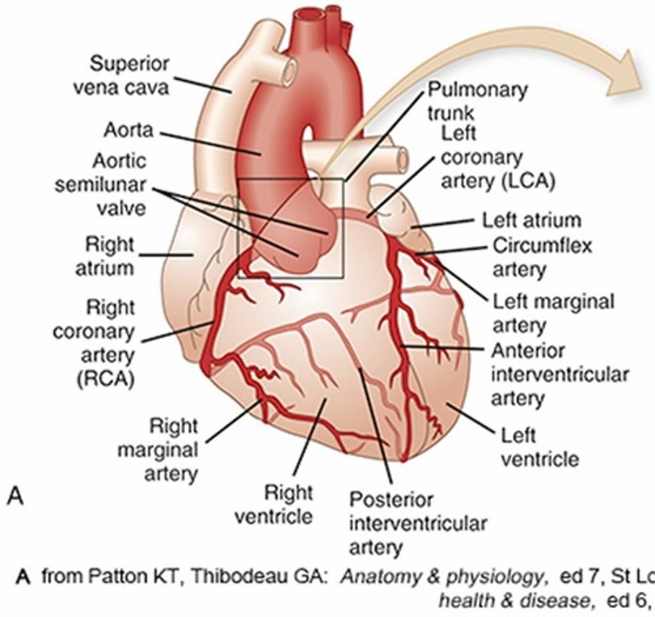 <p>Oxygen, nutrients, waste, and hormones.</p>