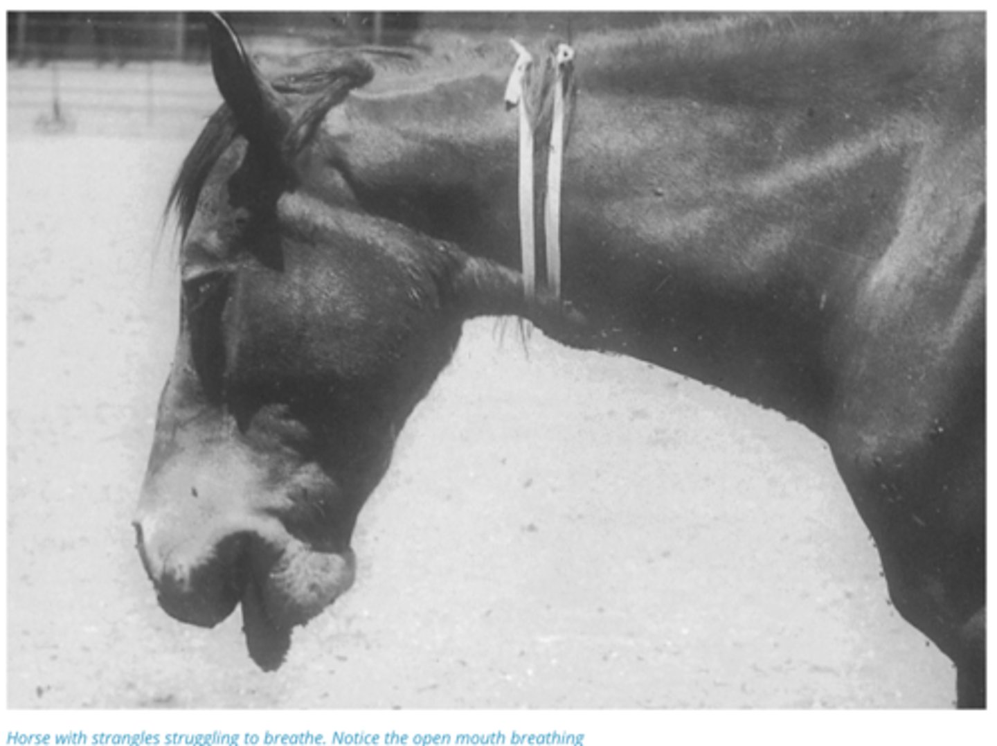 <p>1. Spreads from Horse to Horse via inhalation of sneezed Bacteria or nasal/abscess contact directly or indirectly via contaminated surfaces and food</p><p>2. 100% Morbidity in unexposed stables, 1-2% Mortality</p><p>3. Head Lymph node abscesses/swelling, Pyrexia (High Fever), Nasal Discharge,</p>