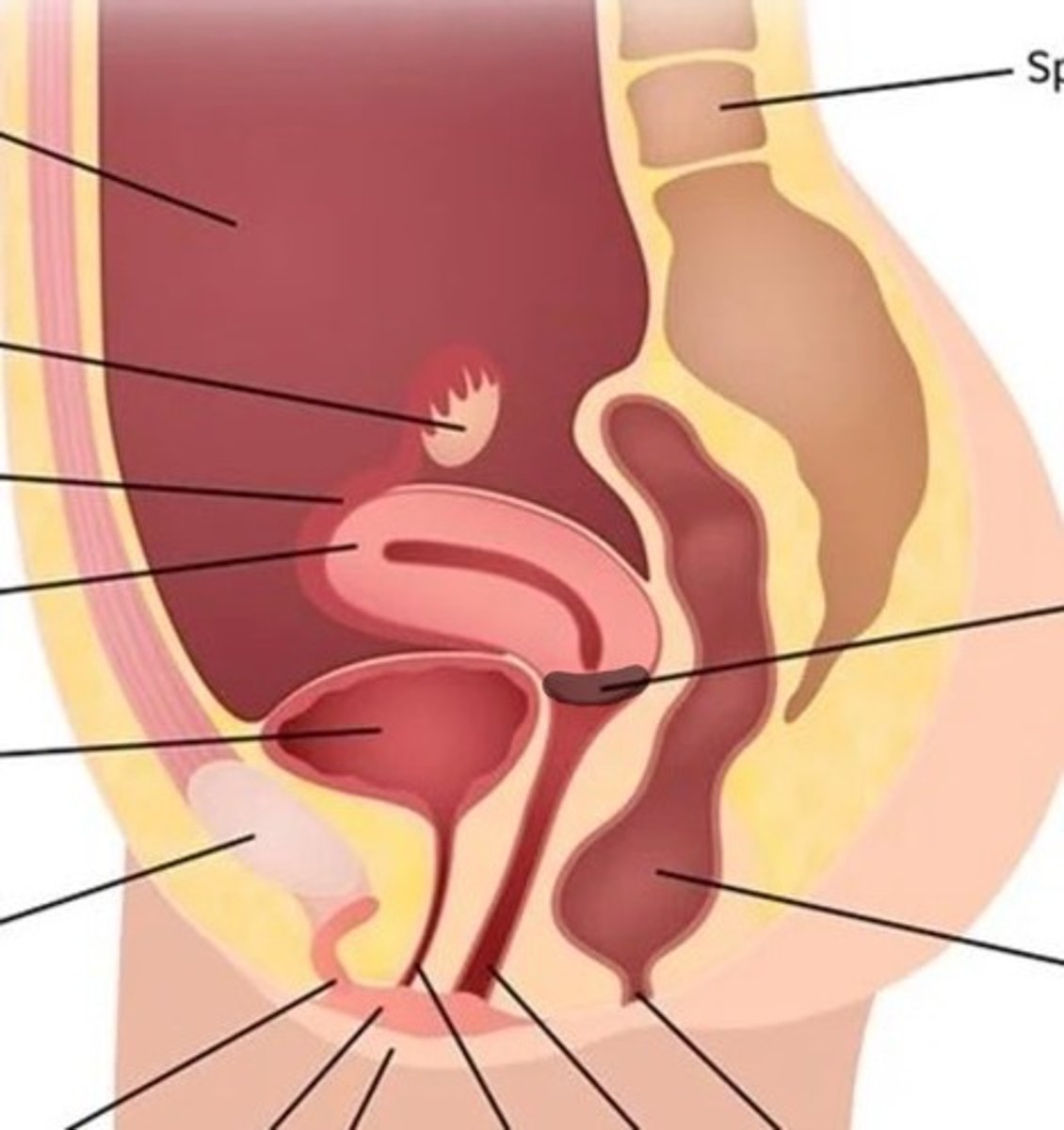 <p>The opening to the uterus</p>