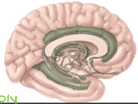 <p>describe the location of the limbic system</p>