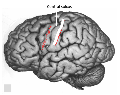 <p>whats this gyrus and what does it do?</p>