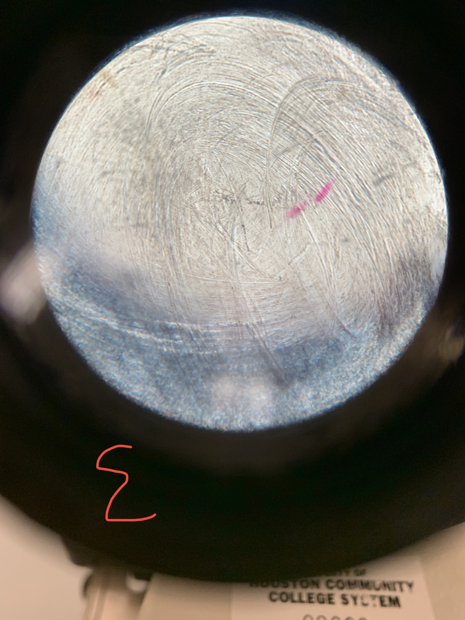 <p>protist?</p>