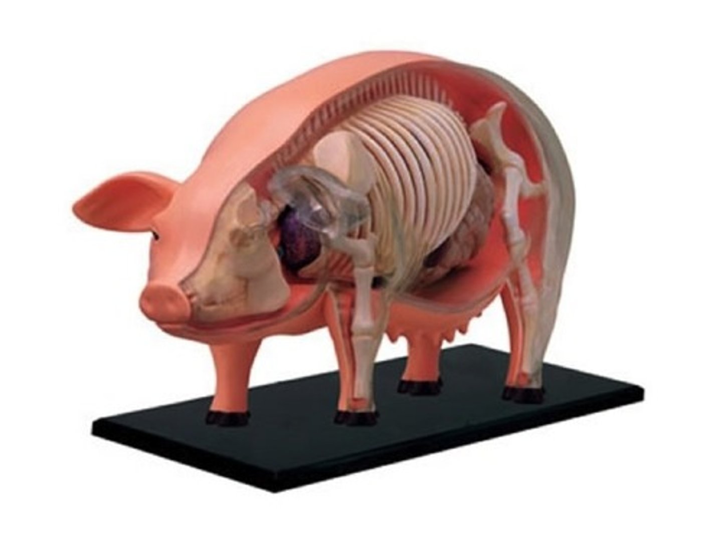 <p>This skin was cut through this body plane to reveal internal structures like the skeleton.</p>