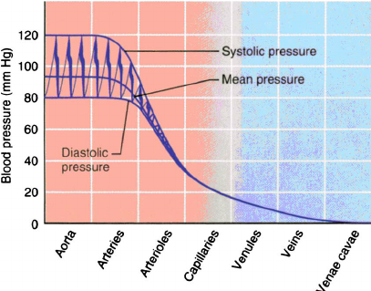 <p>As the blood gets farther from the heart, the bp decreases. Two lines because systolic in arteries is really strong and separates from diastolic but it weakens in the veins. When your heart contracts and aortic valve slams shut, it sends a pressure wave but it weakens as you go farther from it, dissipating the force</p>