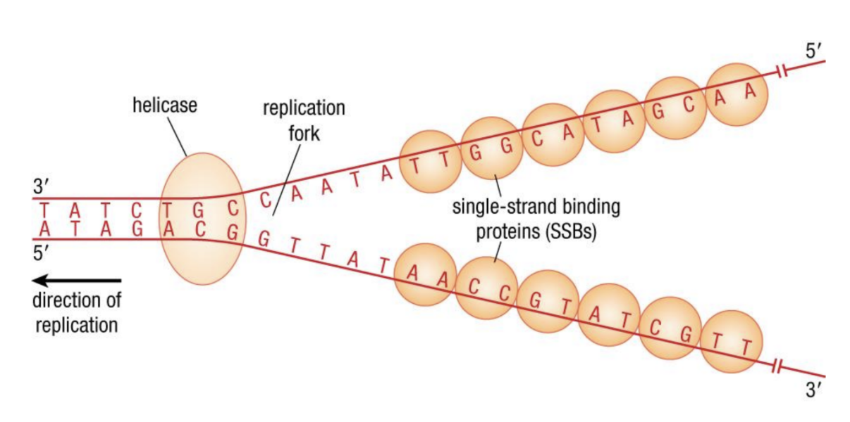 DNA separation 