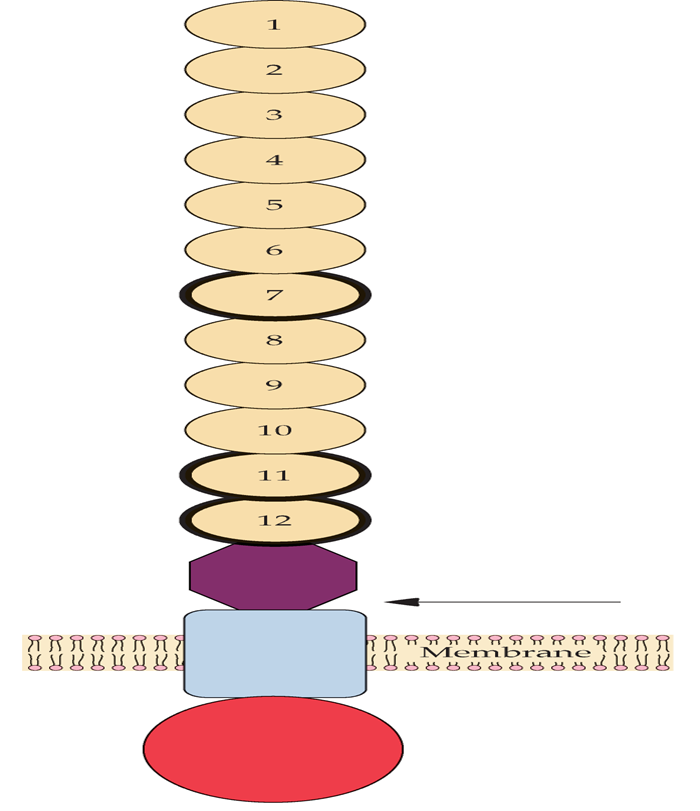 Cadherin protein molecule embedded
In a midgut epithelial membrane