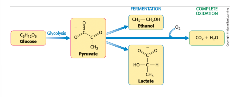 <p>can by completely oxidized to CO<sub>2</sub>, generating much more ATP </p>