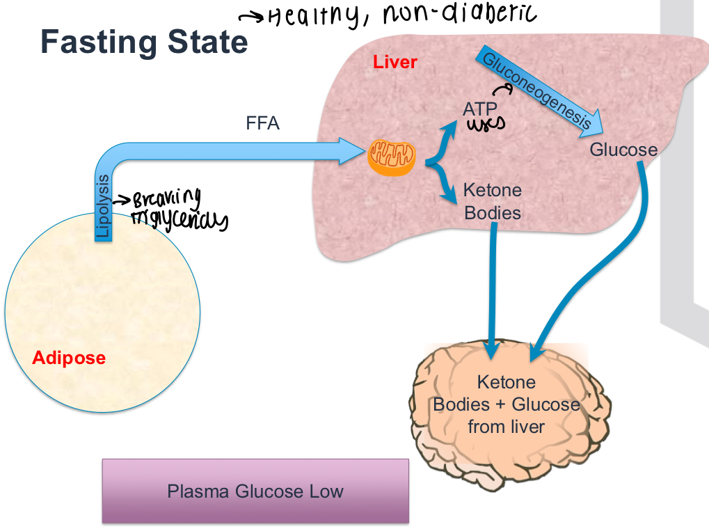 <p>Low plasma glucose levels, Triglycerides broke down and used in liver to make glucose, Gluconeogenesis also occurs </p>