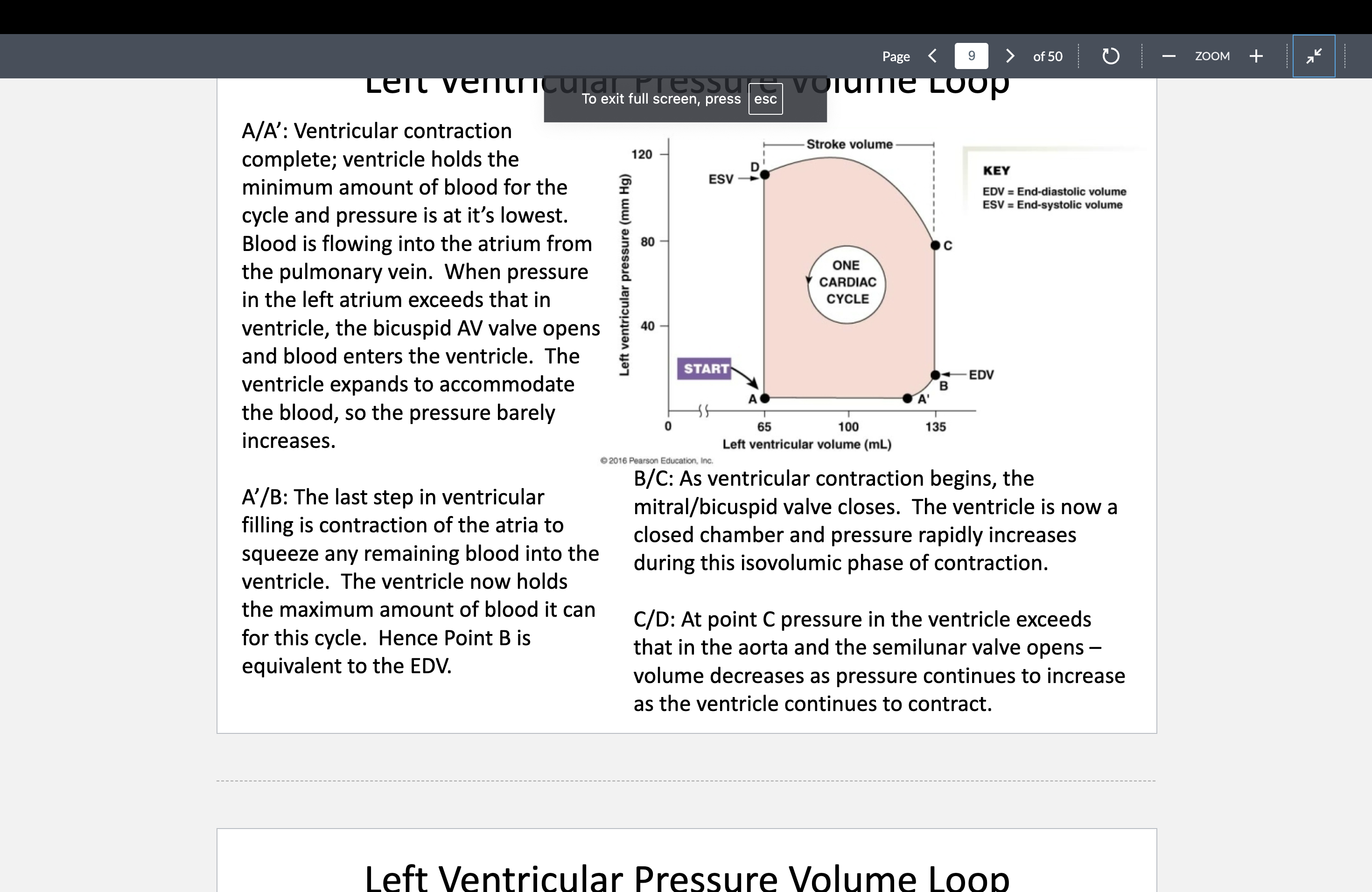 <p>What does point B on a pressure-volume loop represent?<br></p>