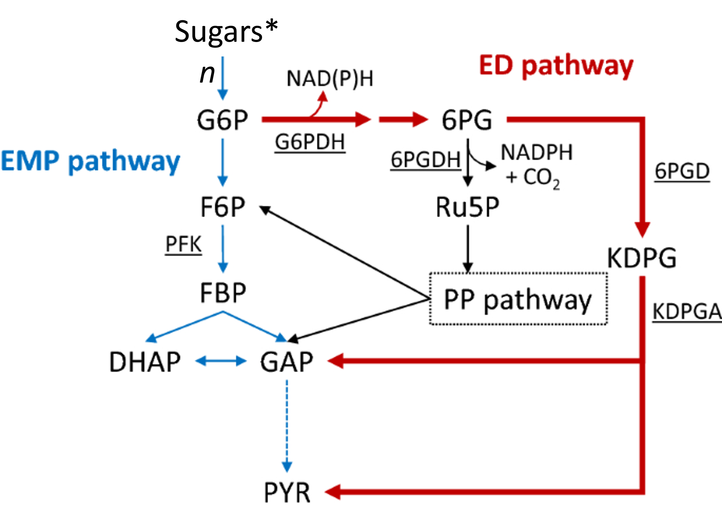 <p>Energy carrier produced during glycolysis</p>
