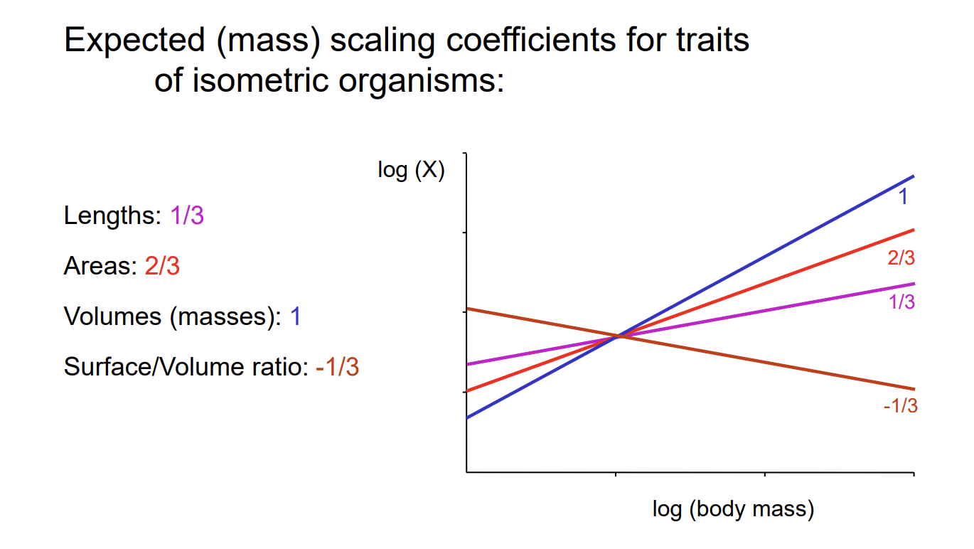 <ul><li><p>These are used as expected lines</p></li><li><p>Then compared to actual bio data</p></li><li><p>see if isometry or <strong>allometry</strong></p></li></ul><p></p>