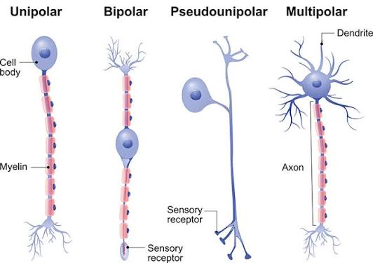 <p>Unipolar neuron</p>