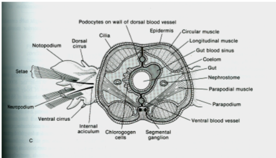 <p>Polychaetae Cross Section</p>