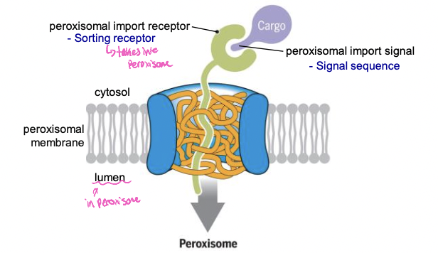 * contain enzymes for oxidative reactions 
  * detoxify toxins, break down fatty acid molecules
* enzymes imported into the peroxisome through a transmembrane protein complex 
* folded and post translational when transported 