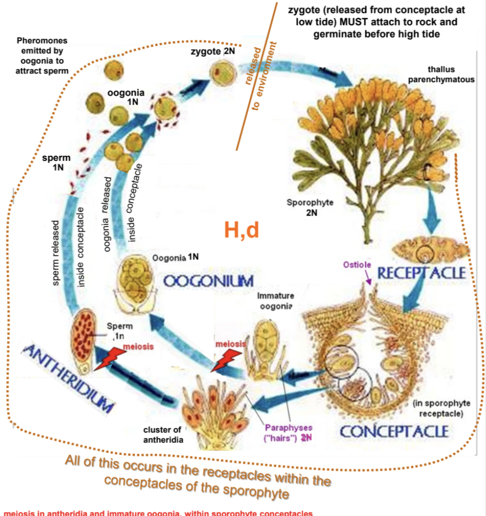 <p>H,d</p>